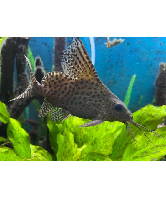 Synodontis eupterus 15cm