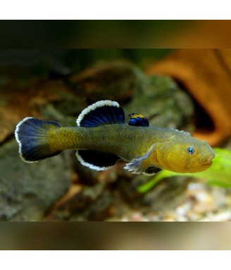 Chlamydogobius eremius