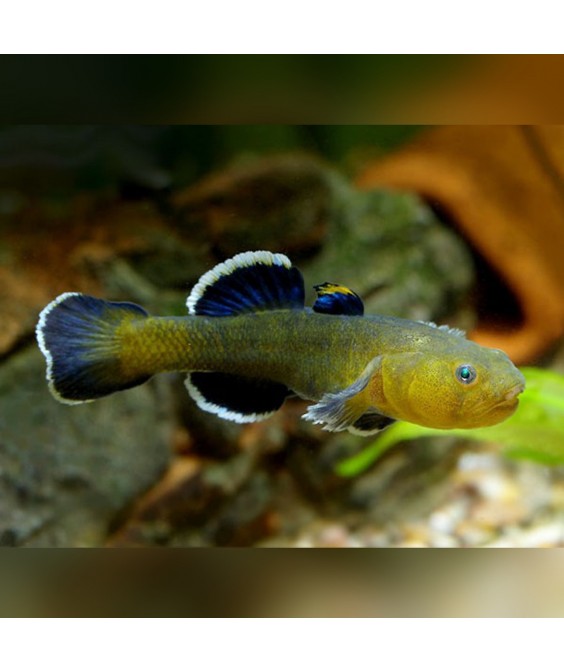 Chlamydogobius eremius