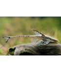 Sturisoma Paramense