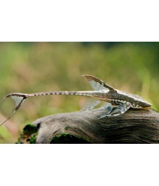Sturisoma Paramense