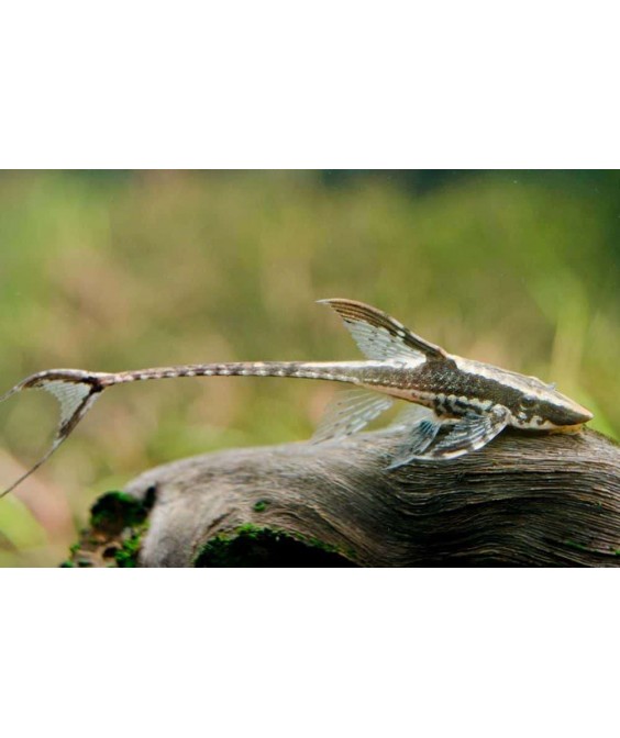 Sturisoma Paramense