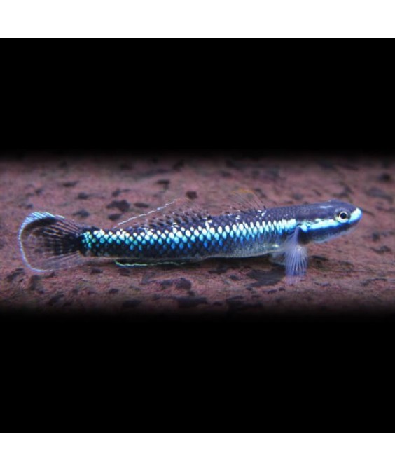 stiphodon sp. undio blue