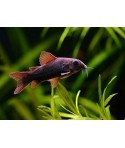 corydoras venezuela black