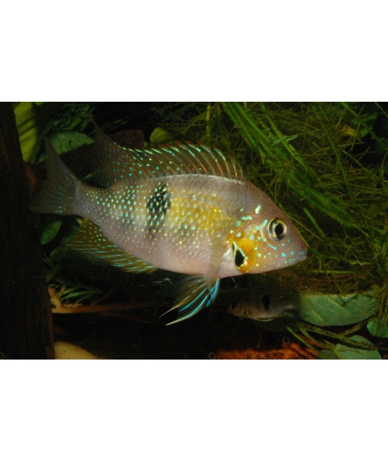 thorichthys helleri