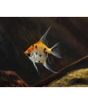 pterophyllum scalare koi