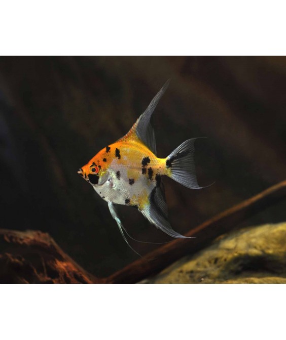 pterophyllum scalare koi