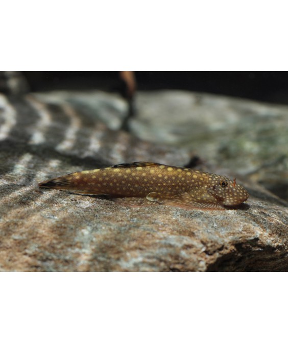 Gastromyzon ctenocephalus