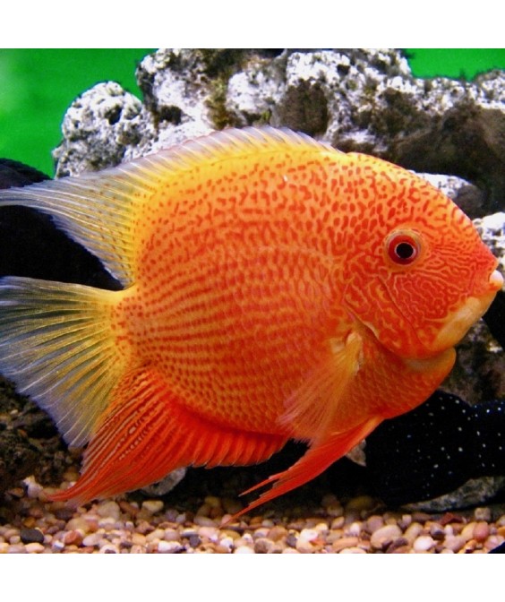 Heros severum red spotted 15cm