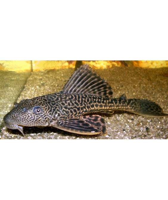 Hypostomus plecostomus 5-6cm