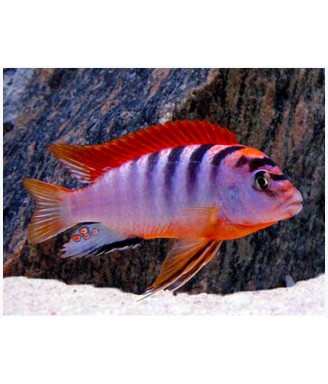 Labidochromis hongi red top