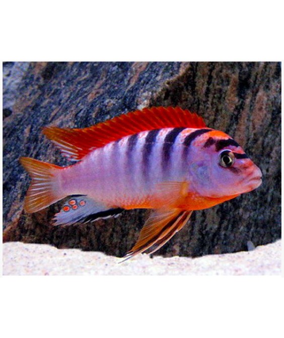 Labidochromis hongi red top