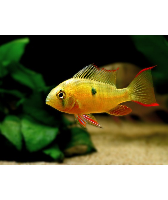 Mikrogeophagus altispinosus