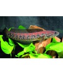 channa asiatica