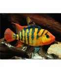 cichlasoma festae