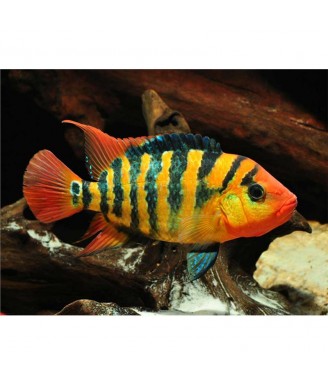 cichlasoma festae