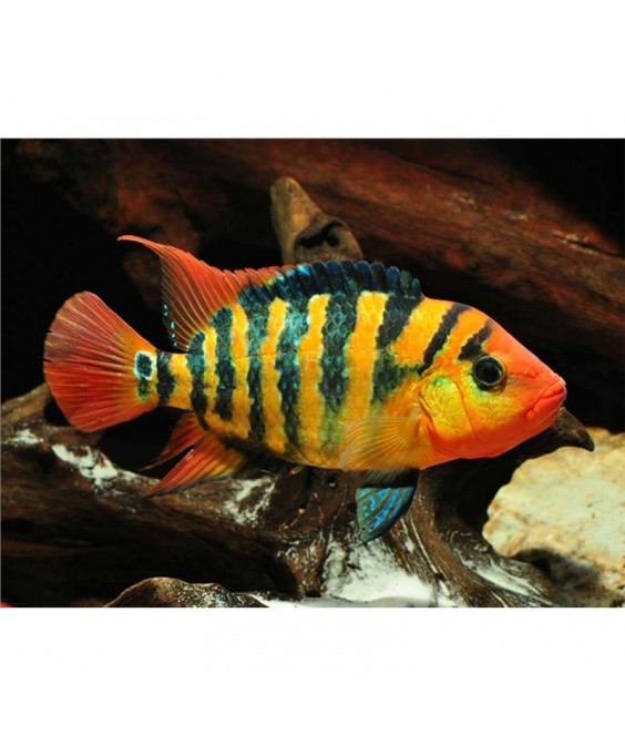 cichlasoma festae