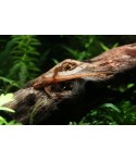 Rineloricaria sp. Red Lizard