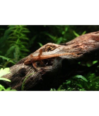 Rineloricaria sp. Red Lizard