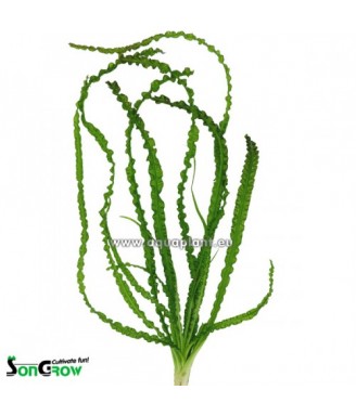 Crinum calamistratum