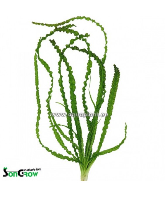 Crinum calamistratum