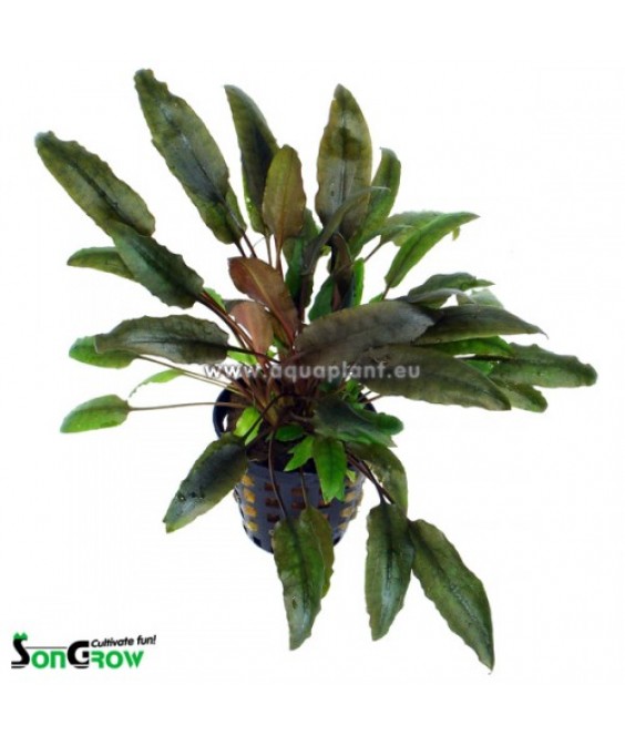 Cryptocoryne indonesii