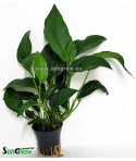 Anubias gilletii 