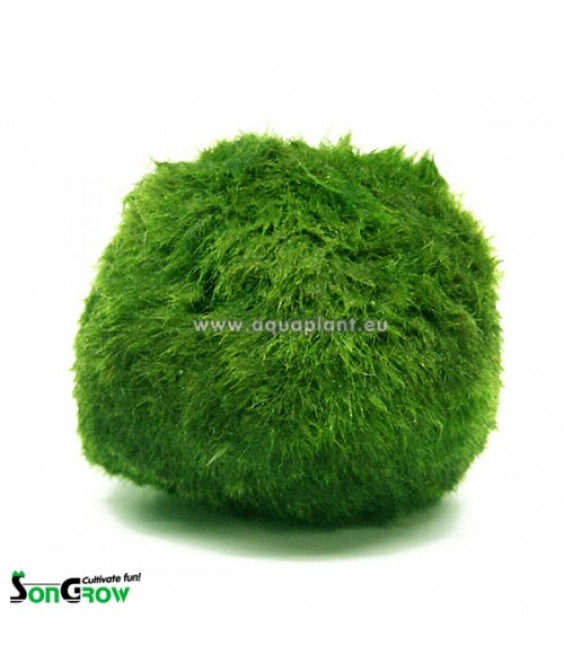 Chladoflora aegagropila 