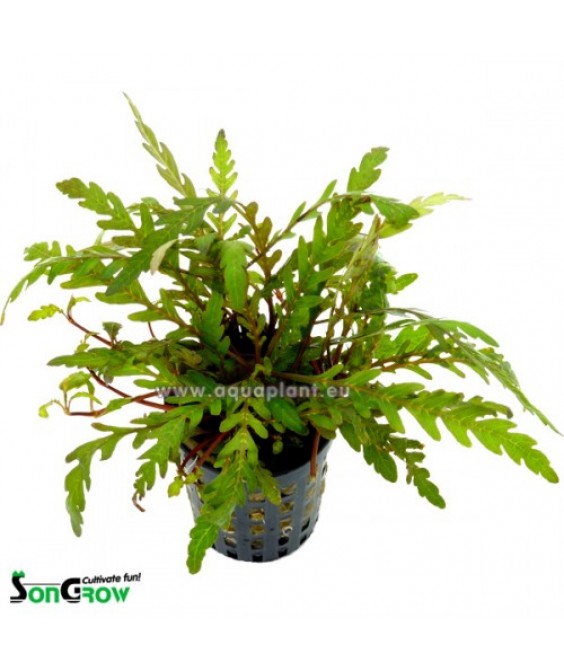 Hygrophila pinnatifida