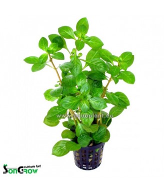 Ludwigia glandulosa