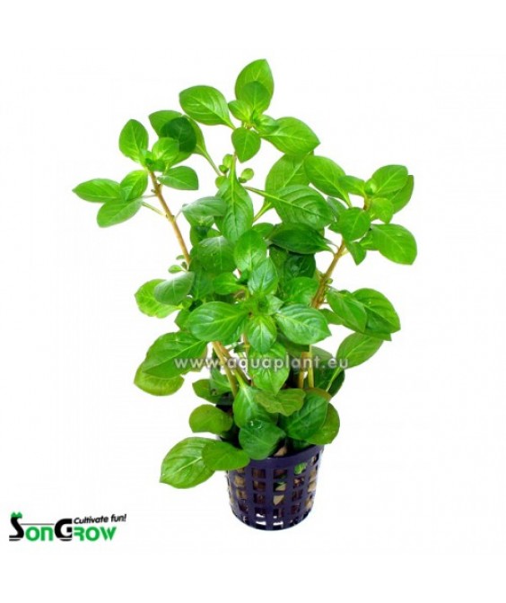 Ludwigia glandulosa