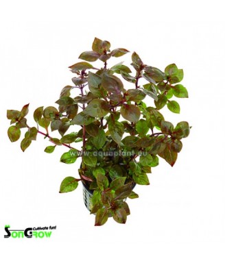 Ludwigia sp. Super Red