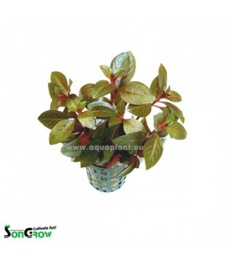 Ludwigia repens Rubin