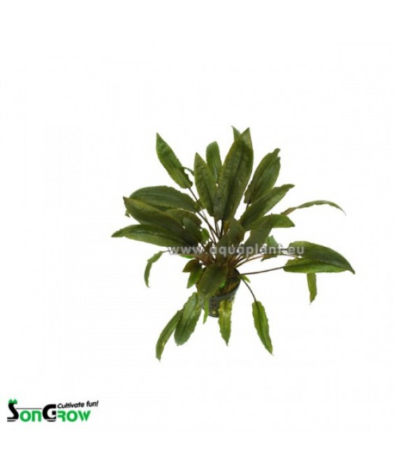 Cryptocoryne species brown