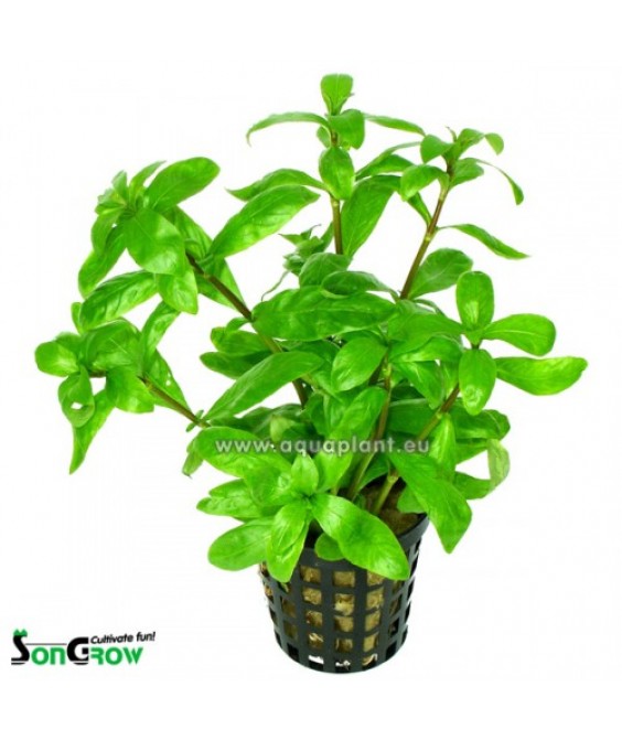 Hygrophila polysperma 