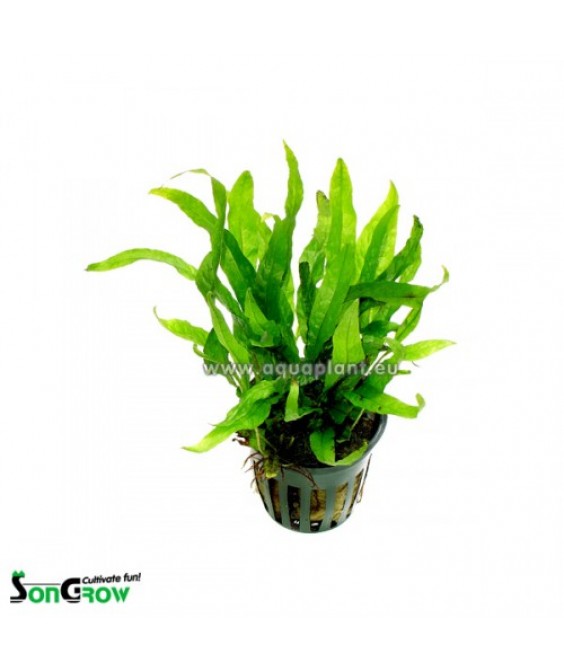 Microsorum mini Microsorum mini