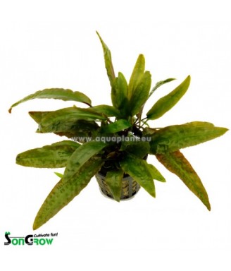 Cryptocoryne usteriana