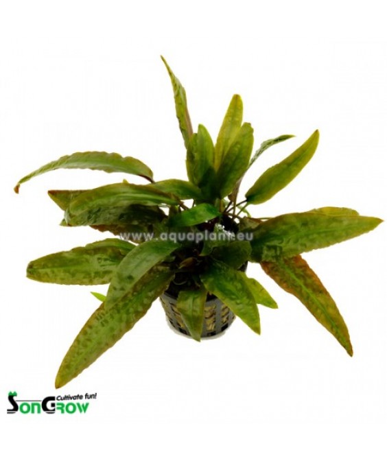 Cryptocoryne usteriana