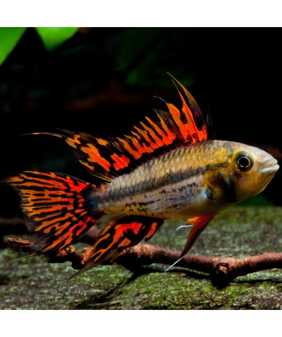 Apistogramma cacatuoides double red