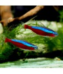 Paracheirodon axelrodi