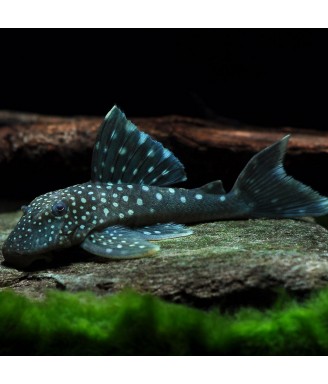 L128 Hypancistrus sp blue phantom pleco