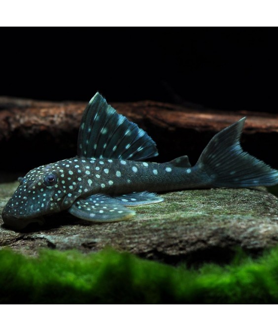 L128 Hypancistrus sp blue phantom pleco