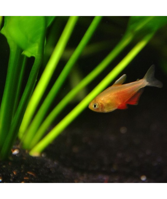 Hyphessobrycon flammeus