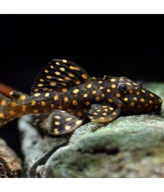 L029 Leporacanthicus galaxias 