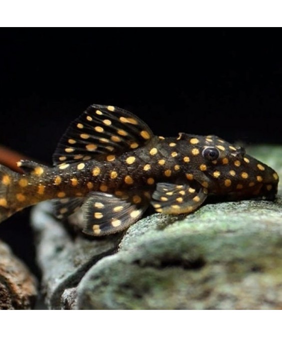 L029 Leporacanthicus galaxias 