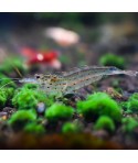 amano shrimp