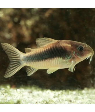 corydoras aeneus