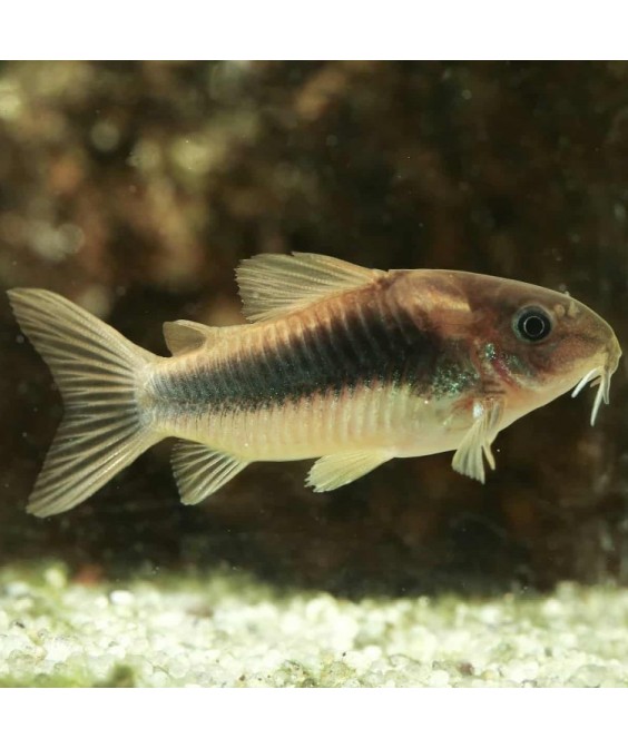 corydoras aeneus