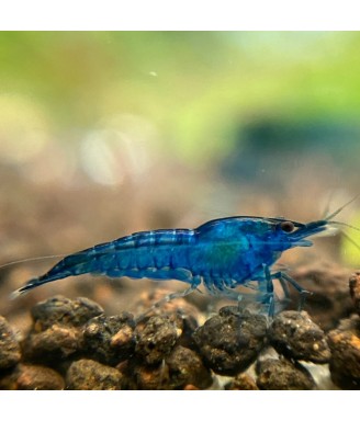 Neocaridina shrimp-blue diamond
