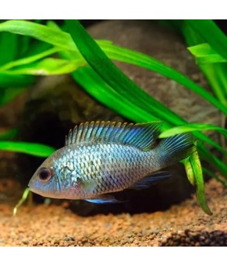 electric blue acara